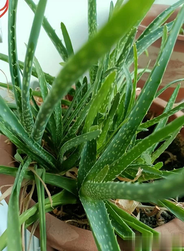 适合居家种植的6种花，摆在家里上档次，满满的高级感