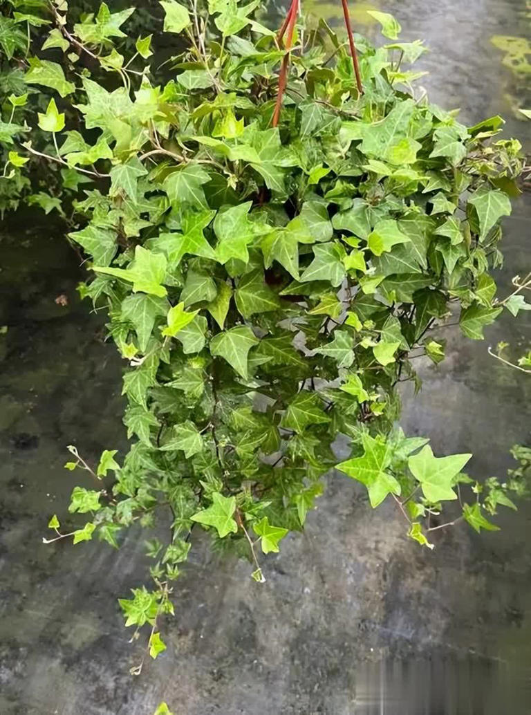 适合居家种植的6种花，摆在家里上档次，满满的高级感