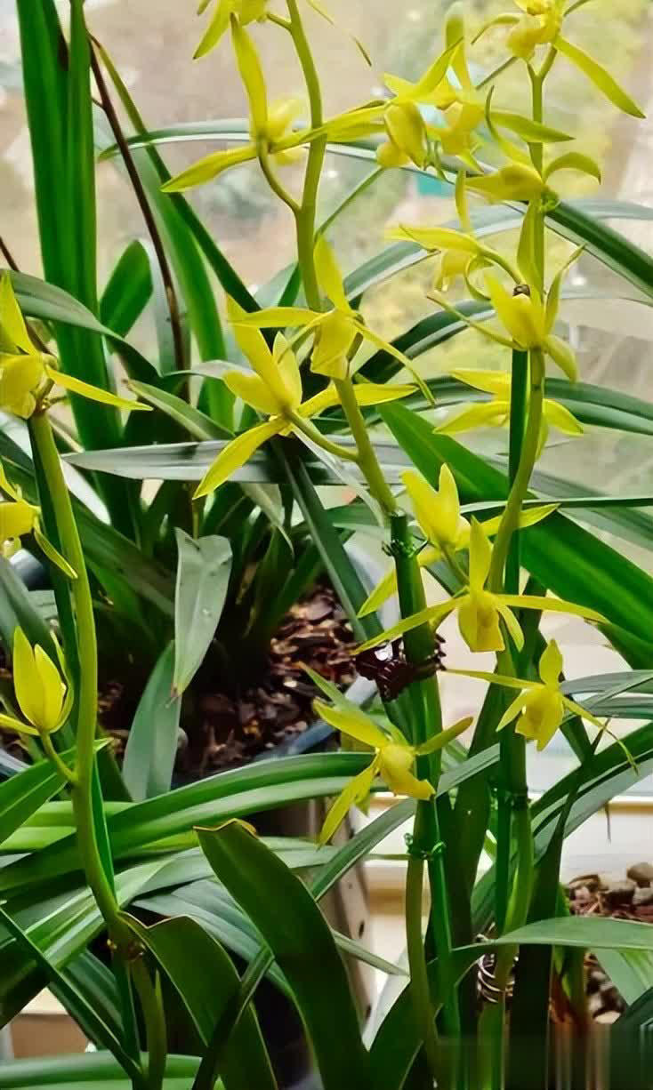 适合居家种植的6种花，摆在家里上档次，满满的高级感