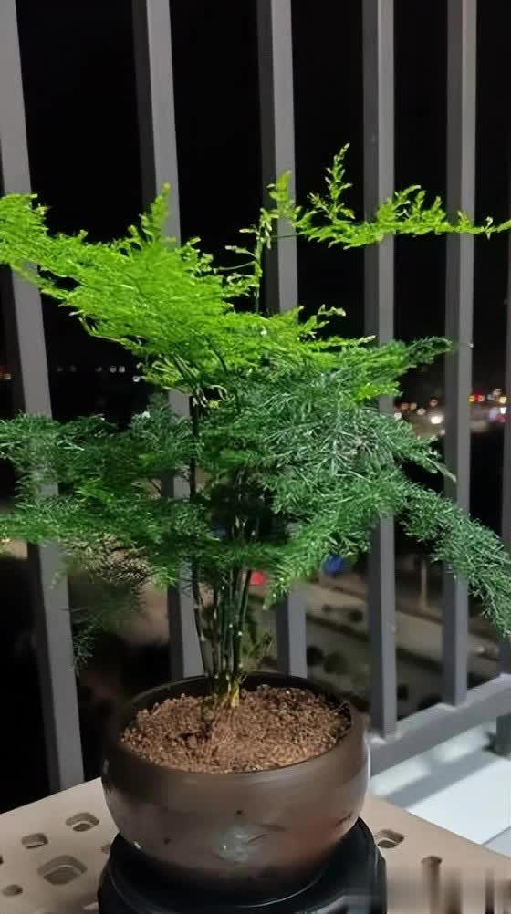 适合居家种植的6种花，摆在家里上档次，满满的高级感
