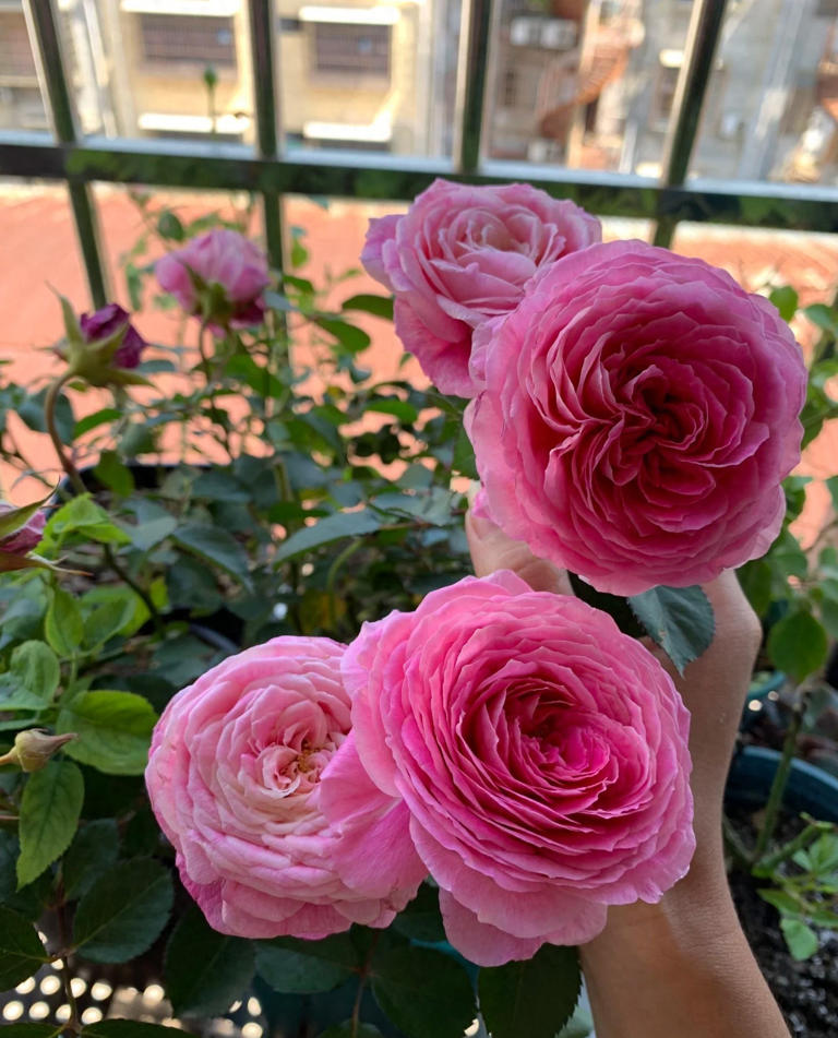 国产月季花“天花板”，花大色美不输果汁阳台，少有人知