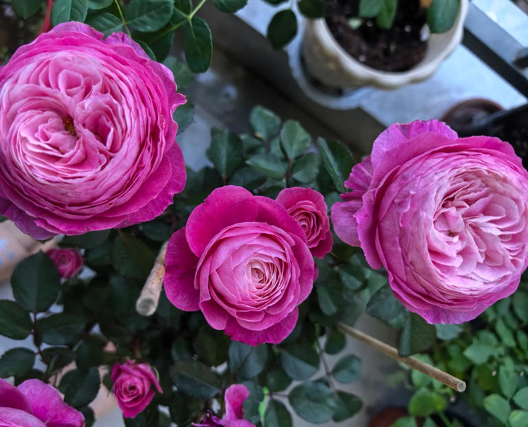 国产月季花“天花板”，花大色美不输果汁阳台，少有人知