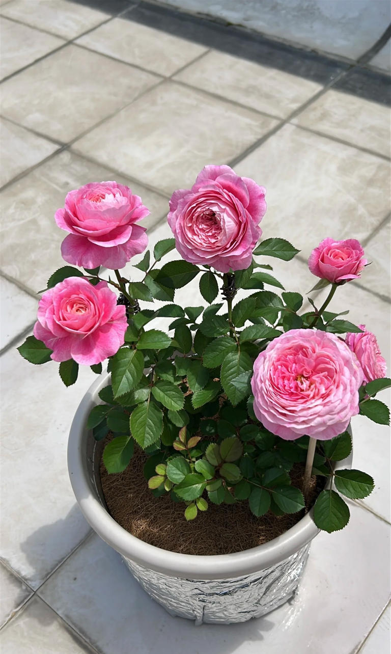 国产月季花“天花板”，花大色美不输果汁阳台，少有人知