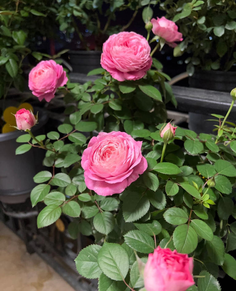 国产月季花“天花板”，花大色美不输果汁阳台，少有人知