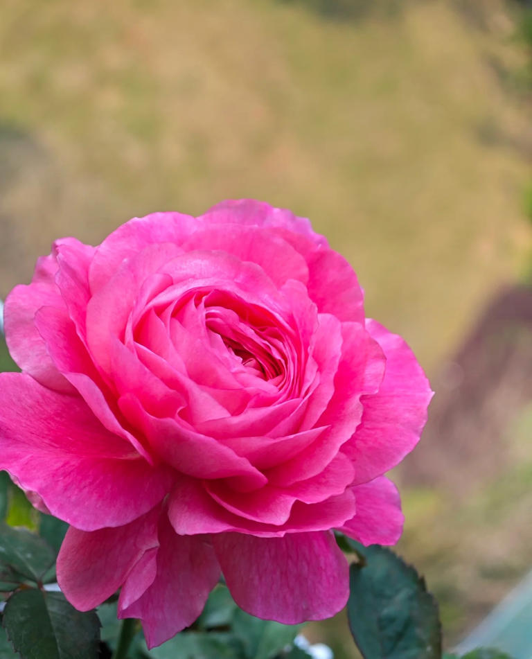 国产月季花“天花板”，花大色美不输果汁阳台，少有人知