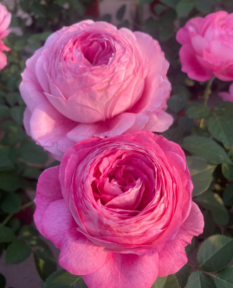 国产月季花“天花板”，花大色美不输果汁阳台，少有人知