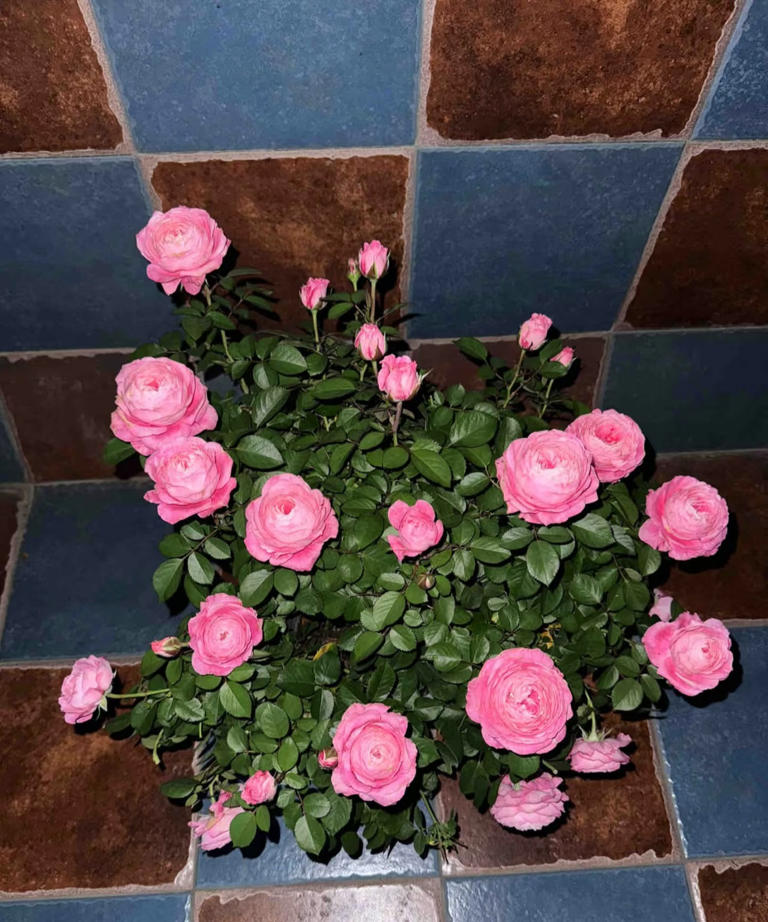 国产月季花“天花板”，花大色美不输果汁阳台，少有人知