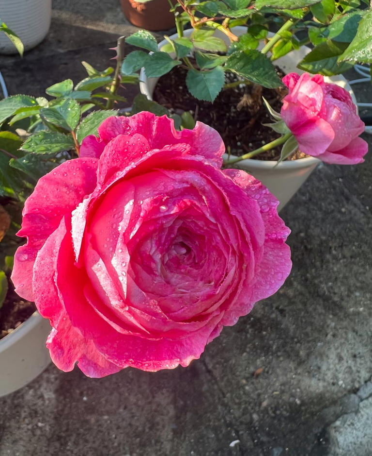 国产月季花“天花板”，花大色美不输果汁阳台，少有人知