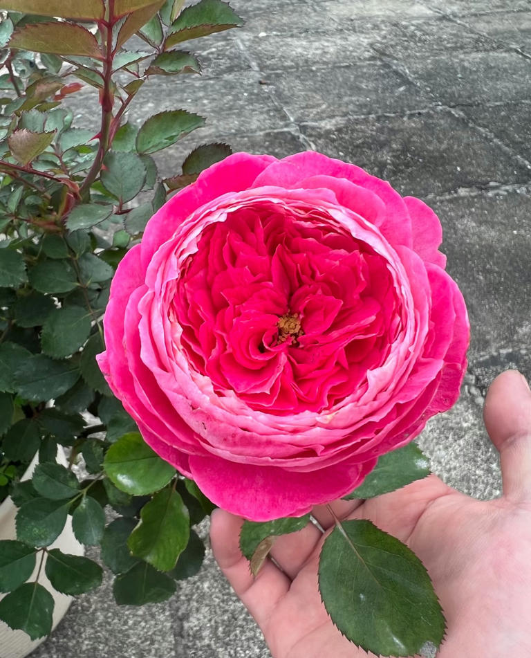 国产月季花“天花板”，花大色美不输果汁阳台，少有人知