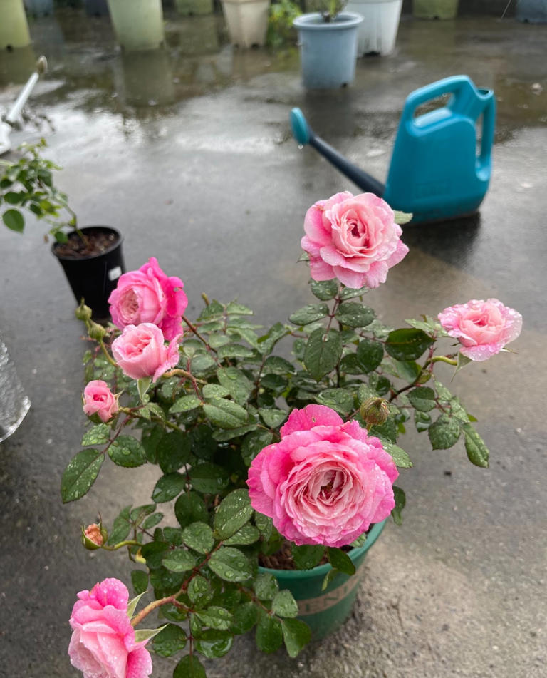 国产月季花“天花板”，花大色美不输果汁阳台，少有人知