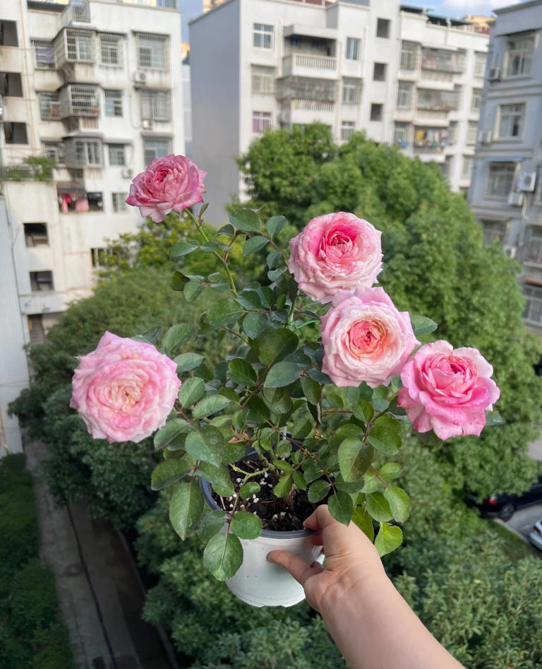 国产月季花“天花板”，花大色美不输果汁阳台，少有人知