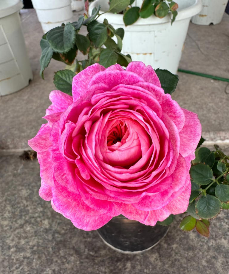 国产月季花“天花板”，花大色美不输果汁阳台，少有人知