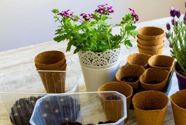 蚊子“超烦”的5种花，家里“养几盆”，蚊子“不进门”