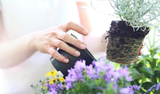 蚊子“超烦”的5种花，家里“养几盆”，蚊子“不进门”