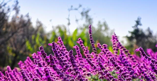 蚊子“超烦”的5种花，家里“养几盆”，蚊子“不进门”