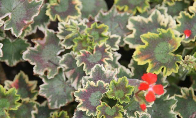 蚊子“超烦”的5种花，家里“养几盆”，蚊子“不进门”