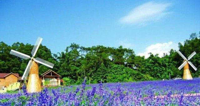 蚊子“超烦”的5种花，家里“养几盆”，蚊子“不进门”