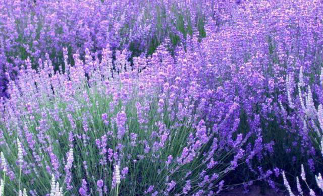 蚊子“超烦”的5种花，家里“养几盆”，蚊子“不进门”