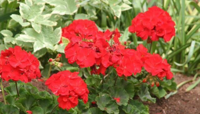 蚊子“超烦”的5种花，家里“养几盆”，蚊子“不进门”