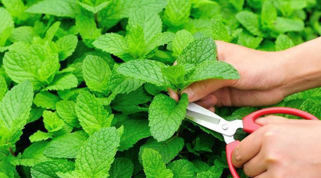 蚊子“超烦”的5种花，家里“养几盆”，蚊子“不进门”