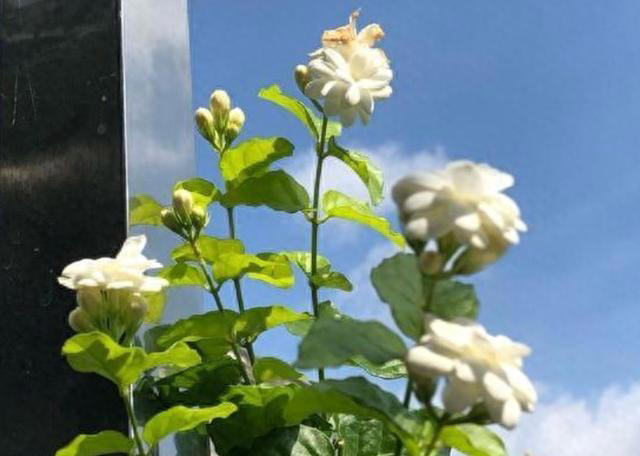 蚊子“超烦”的5种花，家里“养几盆”，蚊子“不进门”