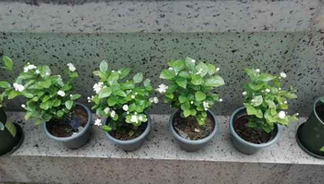 蚊子“超烦”的5种花，家里“养几盆”，蚊子“不进门”