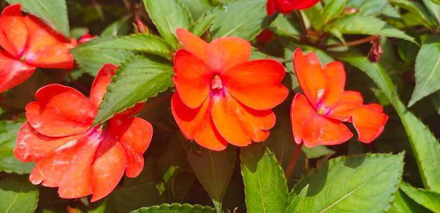 蚊子“超烦”的5种花，家里“养几盆”，蚊子“不进门”