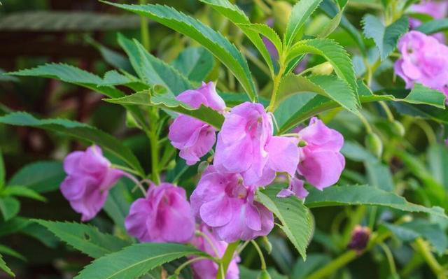 蚊子“超烦”的5种花，家里“养几盆”，蚊子“不进门”