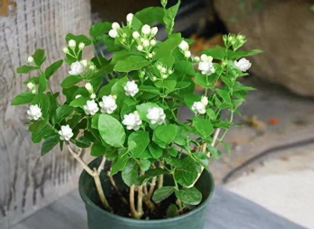 蚊子“超烦”的5种花，家里“养几盆”，蚊子“不进门”