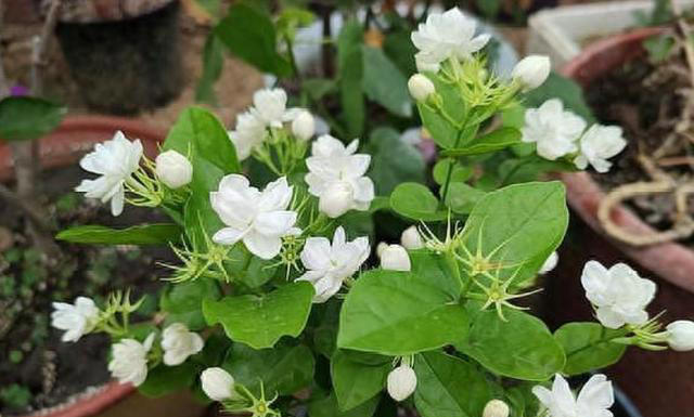 蚊子“超烦”的5种花，家里“养几盆”，蚊子“不进门”