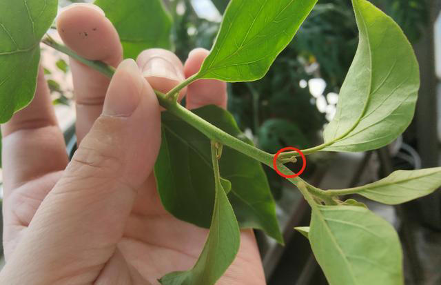 三角梅装树不开花？用这4个绝招，花苞蹭蹭往外冒