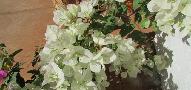 三角梅装树不开花？用这4个绝招，花苞蹭蹭往外冒