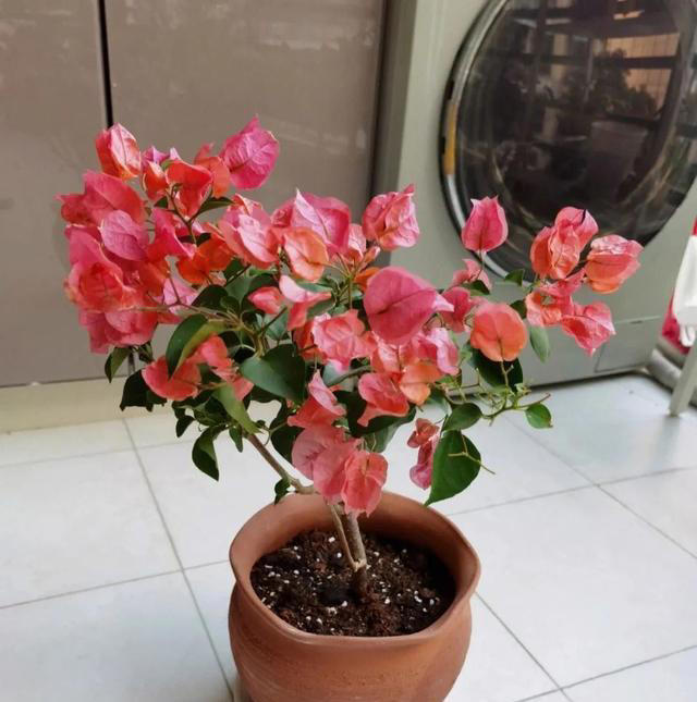 三角梅装树不开花？用这4个绝招，花苞蹭蹭往外冒