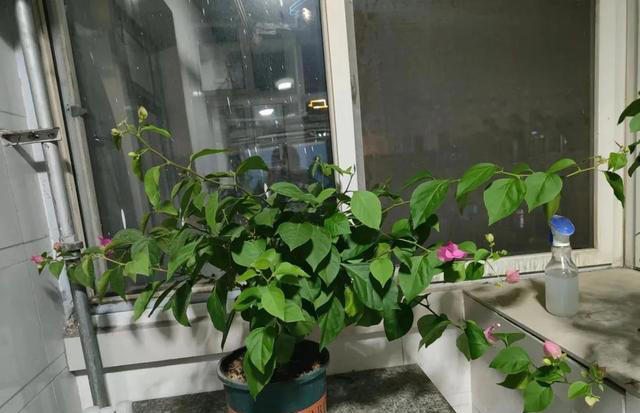 三角梅装树不开花？用这4个绝招，花苞蹭蹭往外冒