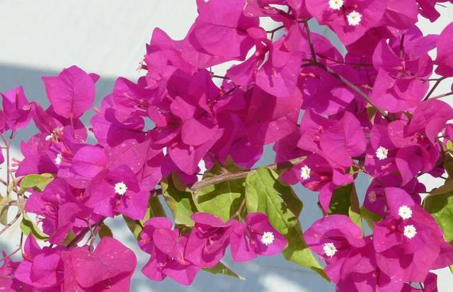 三角梅装树不开花？用这4个绝招，花苞蹭蹭往外冒