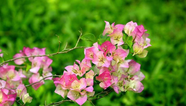 三角梅装树不开花？用这4个绝招，花苞蹭蹭往外冒