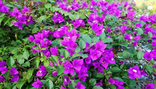 三角梅装树不开花？用这4个绝招，花苞蹭蹭往外冒