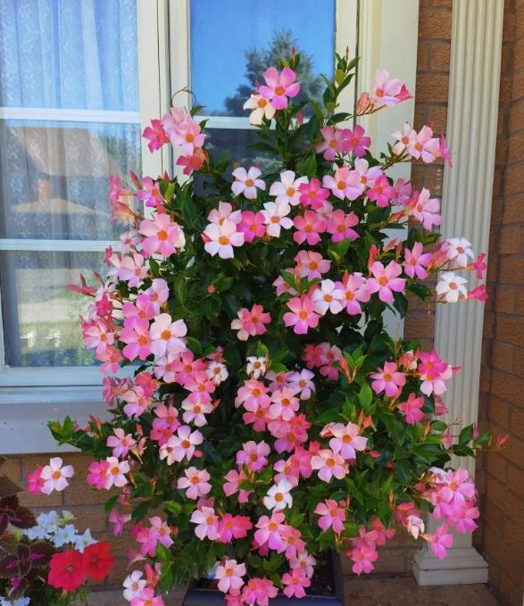 它是比铁线莲更优秀的藤本花卉，耐热好养一年开花大半年！