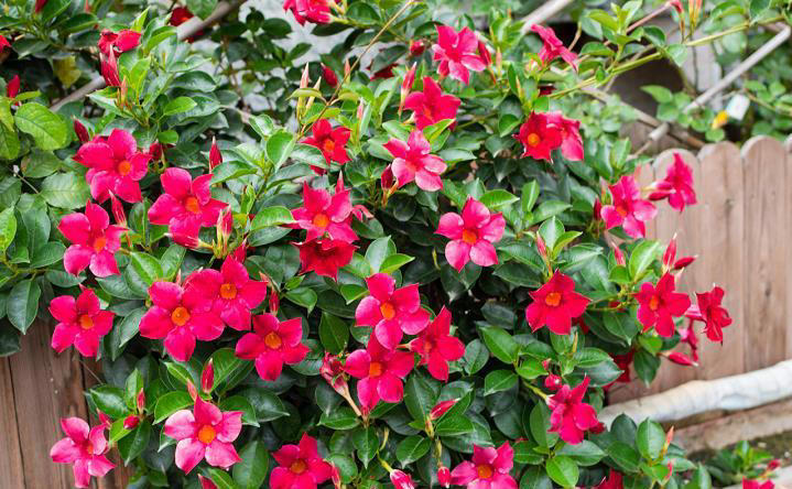 它是比铁线莲更优秀的藤本花卉，耐热好养一年开花大半年！