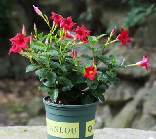 它是比铁线莲更优秀的藤本花卉，耐热好养一年开花大半年！