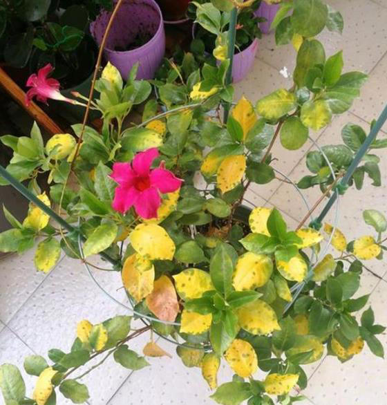 它是比铁线莲更优秀的藤本花卉，耐热好养一年开花大半年！