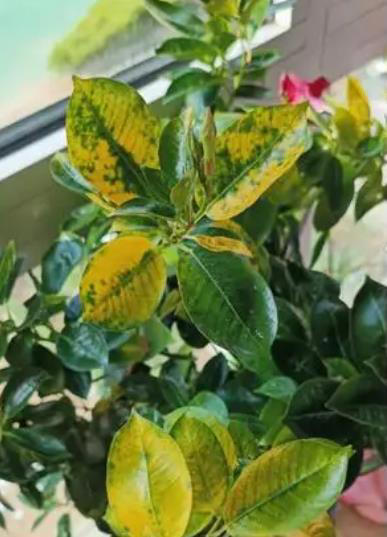 它是比铁线莲更优秀的藤本花卉，耐热好养一年开花大半年！