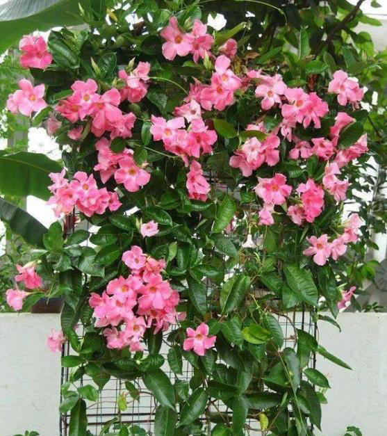 它是比铁线莲更优秀的藤本花卉，耐热好养一年开花大半年！