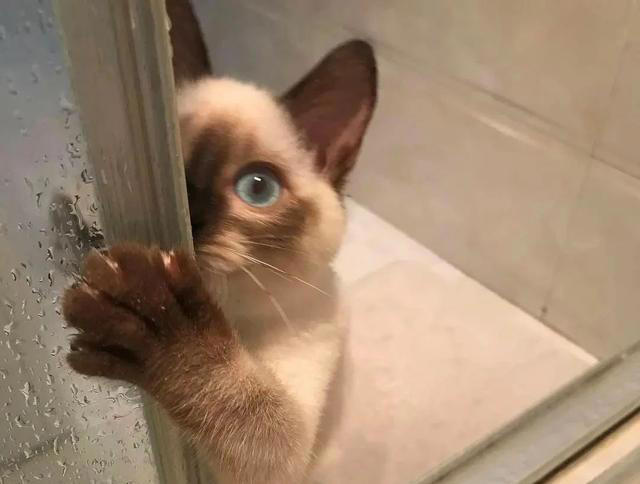 若猫咪有这6种行为，说明它在“保护”你，很多人都在误解它！