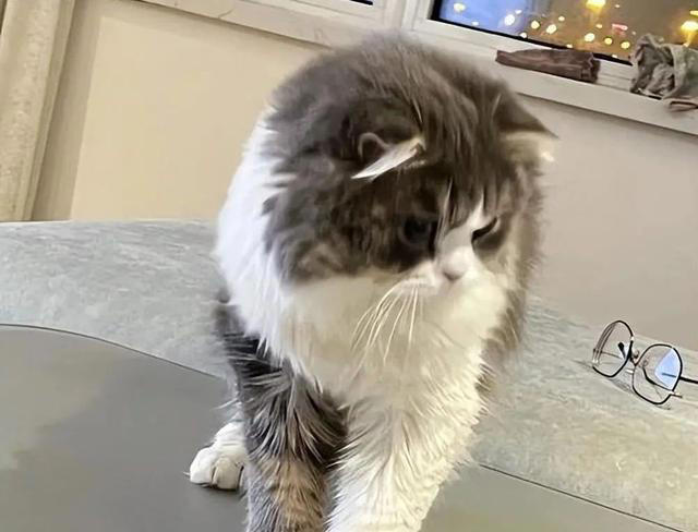 若猫咪有这6种行为，说明它在“保护”你，很多人都在误解它！