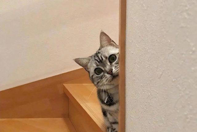 若猫咪有这6种行为，说明它在“保护”你，很多人都在误解它！