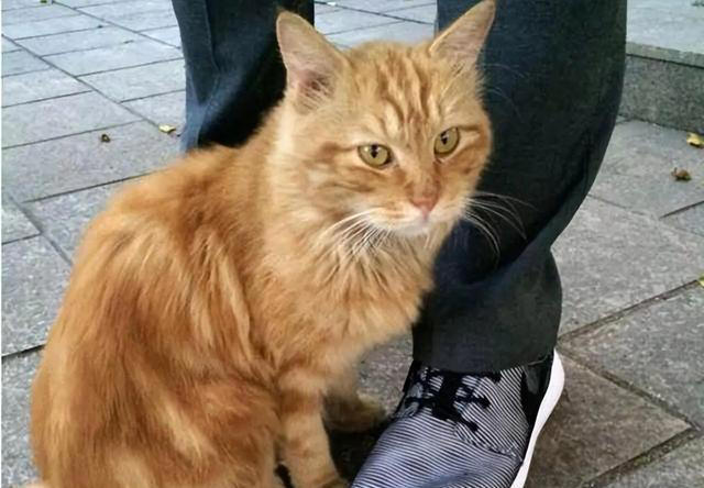 若猫咪有这6种行为，说明它在“保护”你，很多人都在误解它！