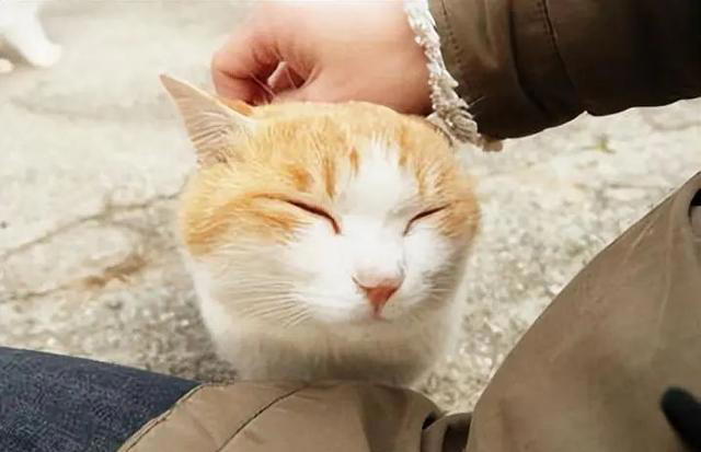 若猫咪有这6种行为，说明它在“保护”你，很多人都在误解它！