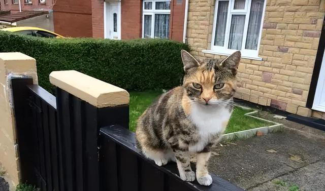 若猫咪有这6种行为，说明它在“保护”你，很多人都在误解它！