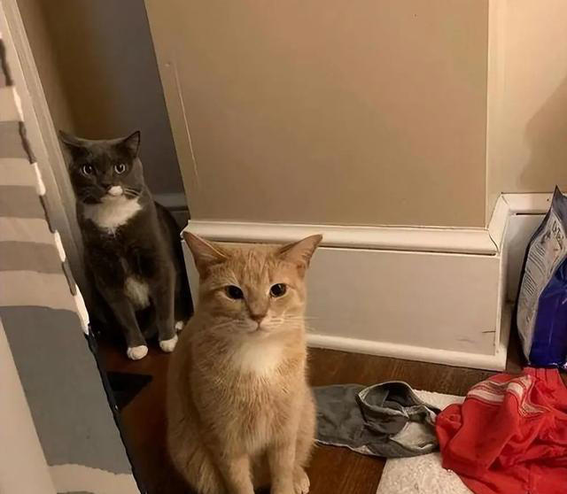 若猫咪有这6种行为，说明它在“保护”你，很多人都在误解它！